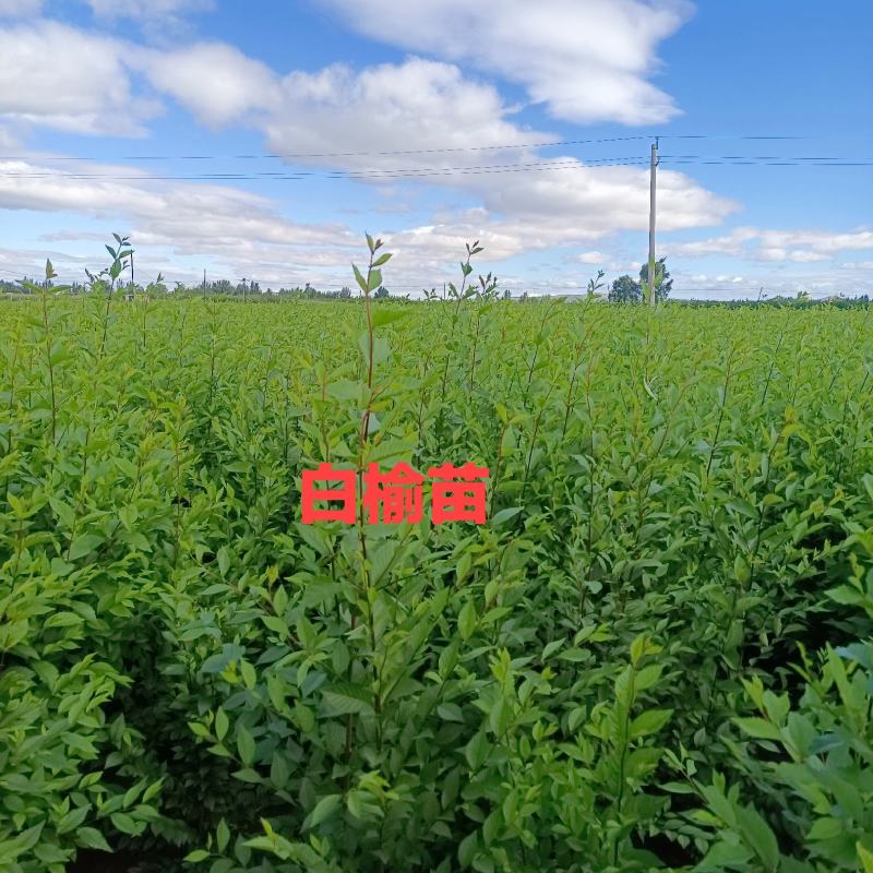 榆树苗高60一130Cm苗地自产200万株