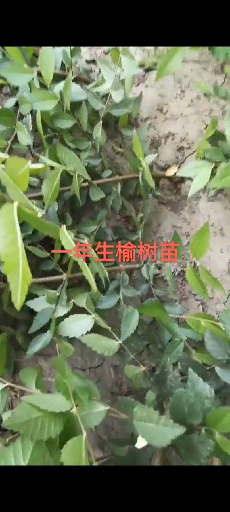榆树苗高60一130Cm苗地自产200万株