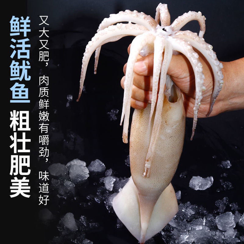大鱿鱼整只冷冻水产海鲜批发🦑🦑🦑🦑🦑🦑🦑