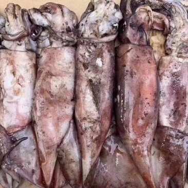 大鱿鱼整只冷冻水产海鲜批发🦑🦑🦑🦑🦑🦑🦑