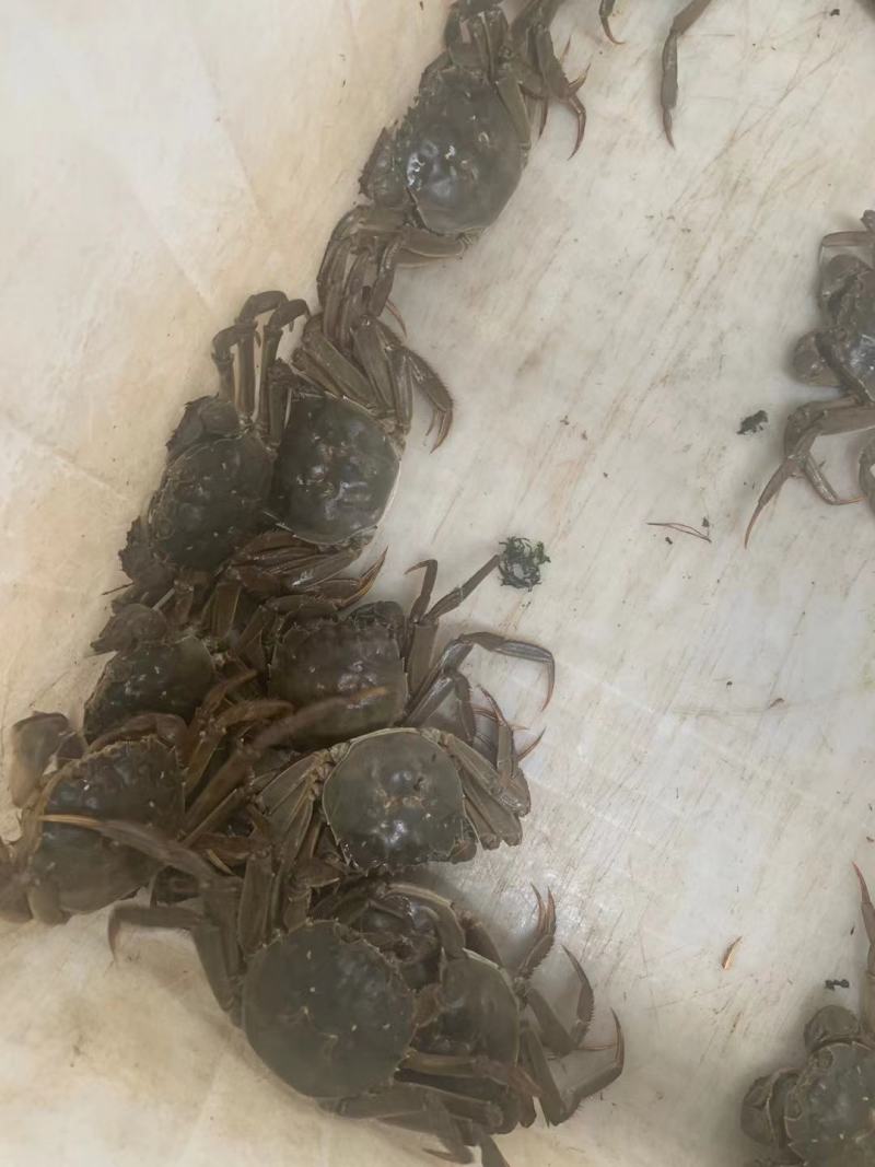 大闸蟹