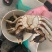 大闸蟹