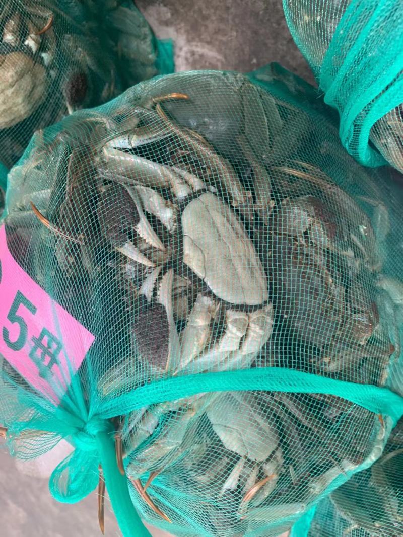 大闸蟹
