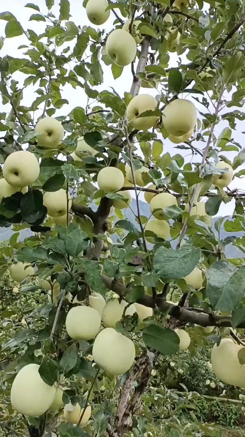 天水秦冠青果现在大量上市，有想法的老板快来选购，
