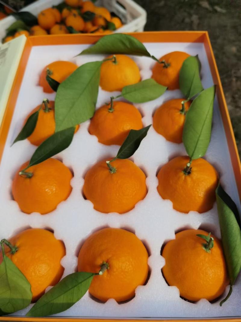 爱媛48，红公主柑橘苗，绿意盎然，成活率高。