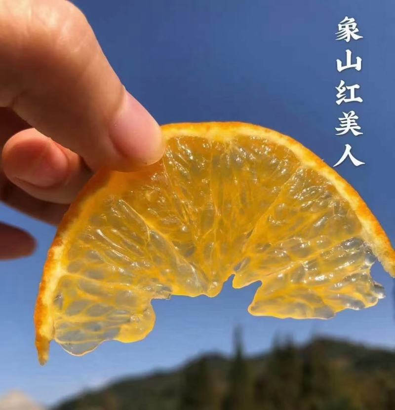 象山红美人橘苗，自有农场，精心管理，价格实惠，提供技术指导！