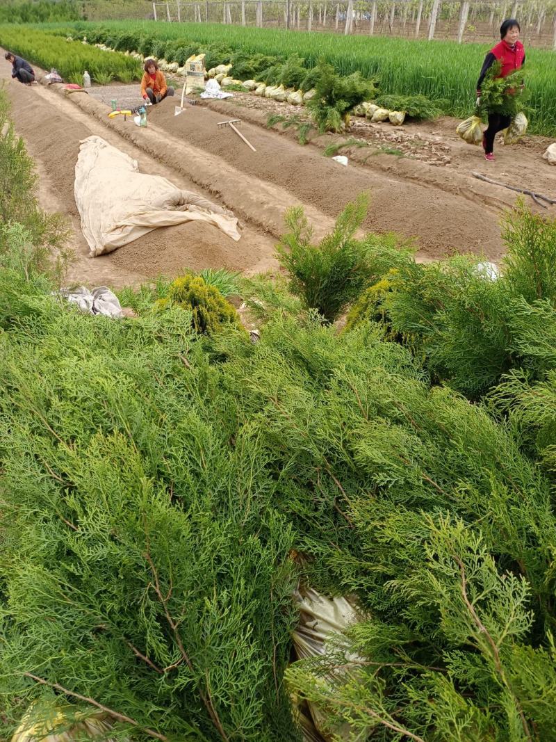 侧柏,柏树侧柏树各种规格侧柏树苗20~300cm