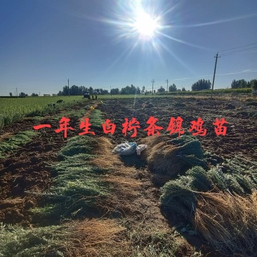 供应柠条(锦鸡儿)苗,基地自产自销,量大从优。