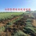 供应柠条(锦鸡儿)苗,基地自产自销,量大从优。