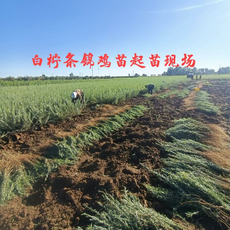 供应柠条(锦鸡儿)苗，基地自产自销，量大从优。