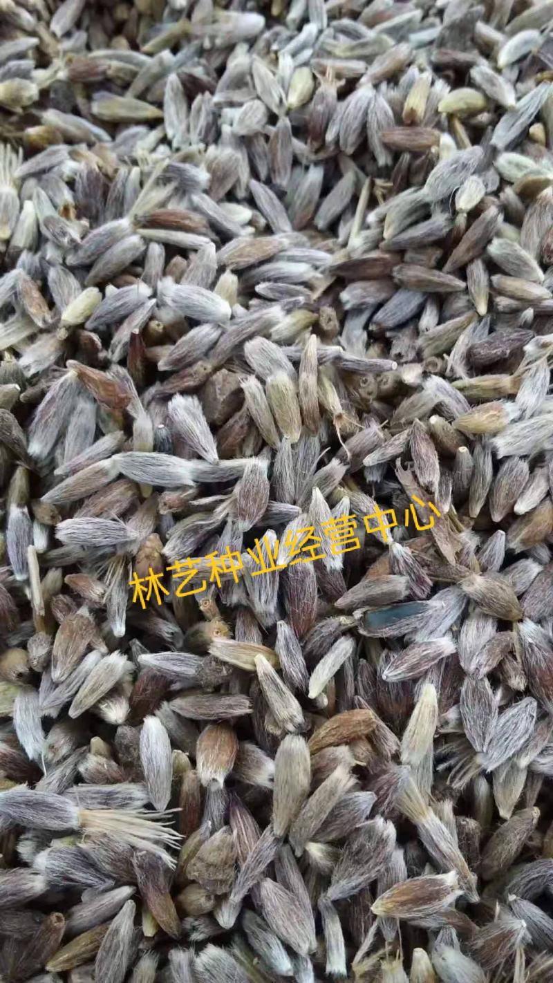 苍术种子中药材朱砂点北苍术种球籽春季秋季散装中草药种子