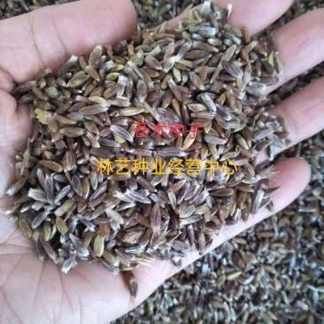 苍术种子中药材朱砂点北苍术种球籽春季秋季散装中草药种子