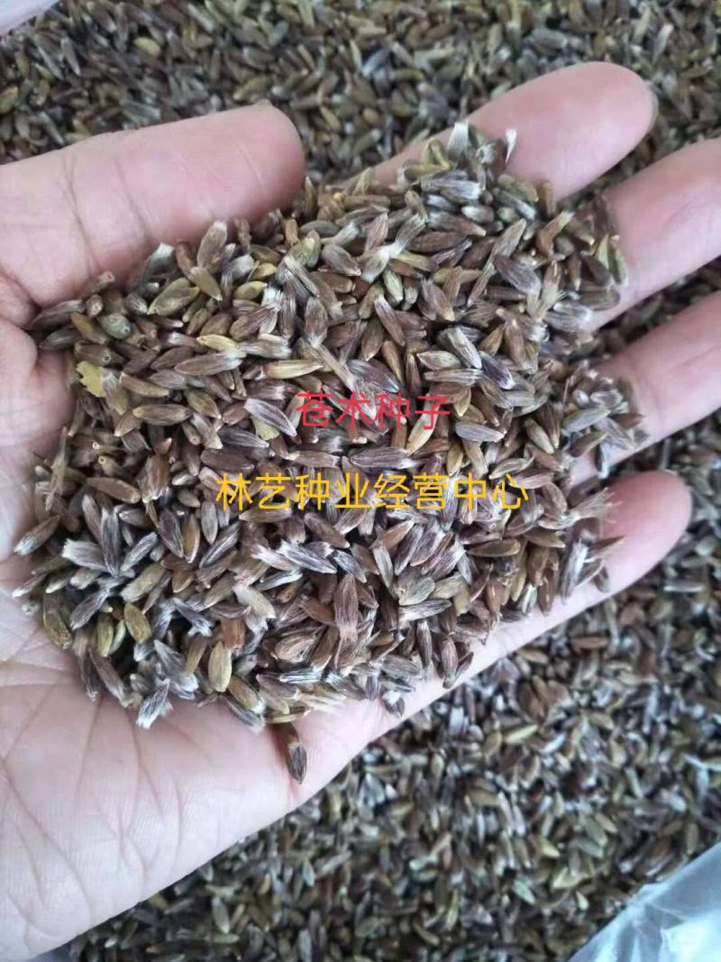 苍术种子中药材朱砂点北苍术种球籽春季秋季散装中草药种子