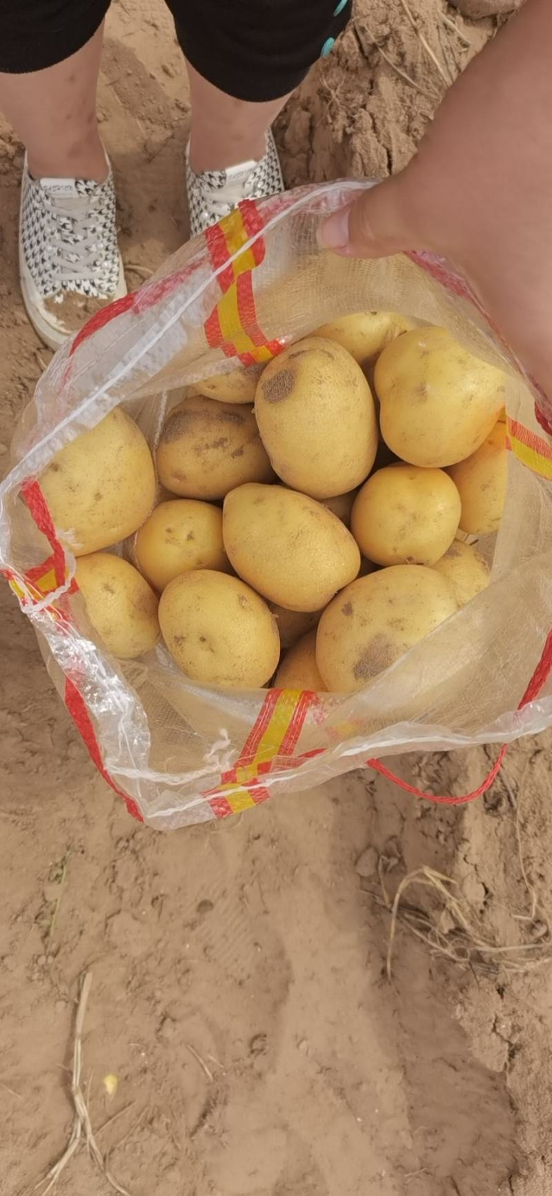 陕北榆林纯沙地V7大货中货大量供应中，代收代发代存