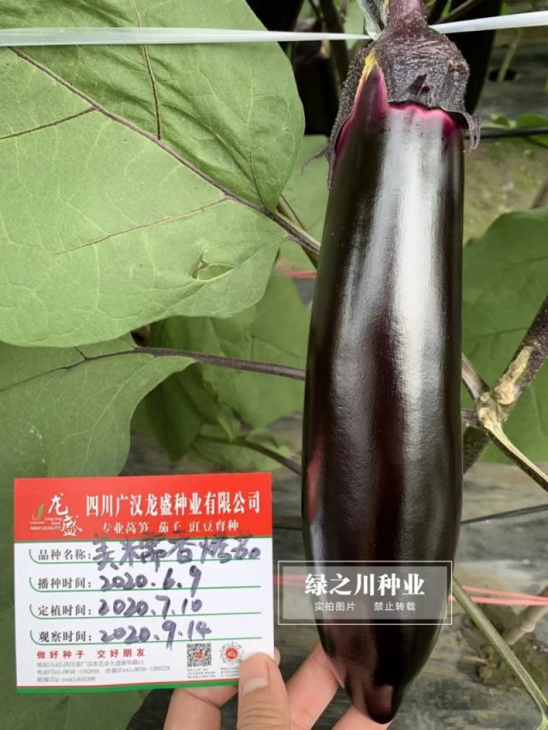 龙盛美糯香烤茄子种子四季烧烤茄子种籽油黑粗棒烧烤茄种子