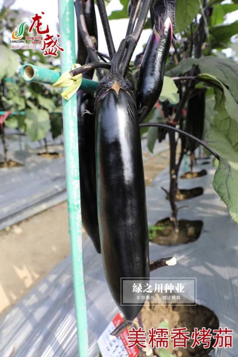 龙盛美糯香烤茄子种子四季烧烤茄子种籽油黑粗棒烧烤茄种子