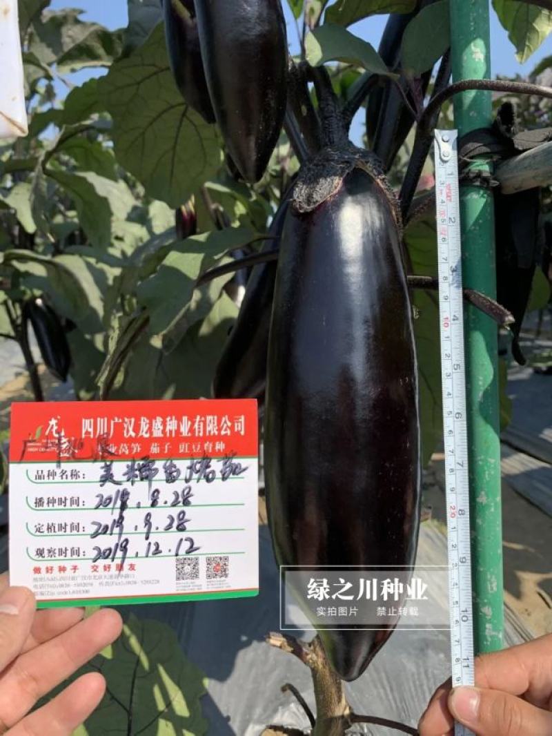 龙盛美糯香烤茄子种子四季烧烤茄子种籽油黑粗棒烧烤茄种子