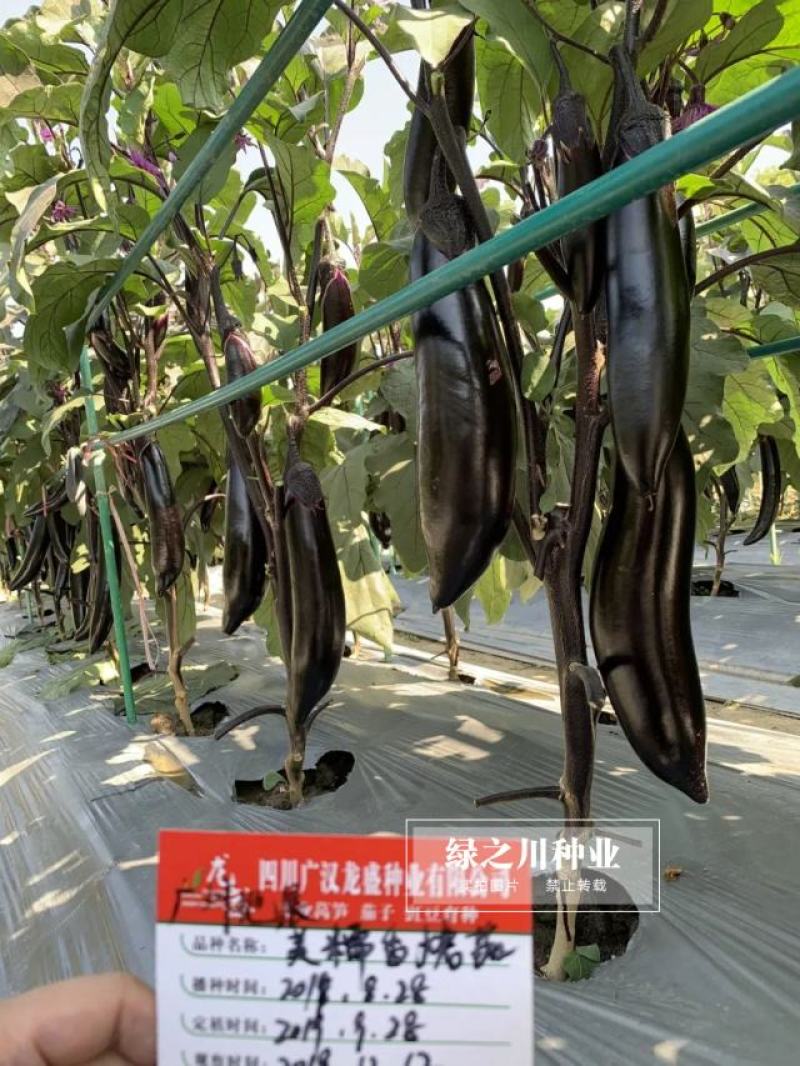 龙盛美糯香烤茄子种子四季烧烤茄子种籽油黑粗棒烧烤茄种子