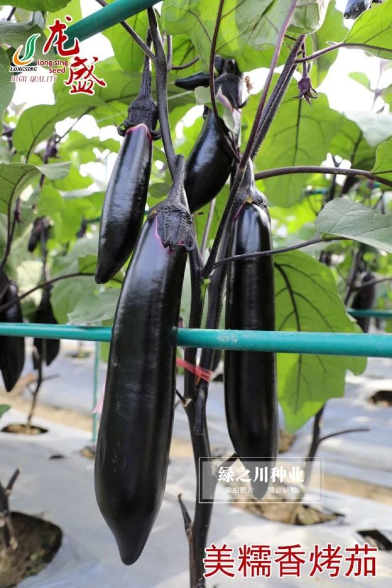 龙盛美糯香烤茄子种子四季烧烤茄子种籽油黑粗棒烧烤茄种子