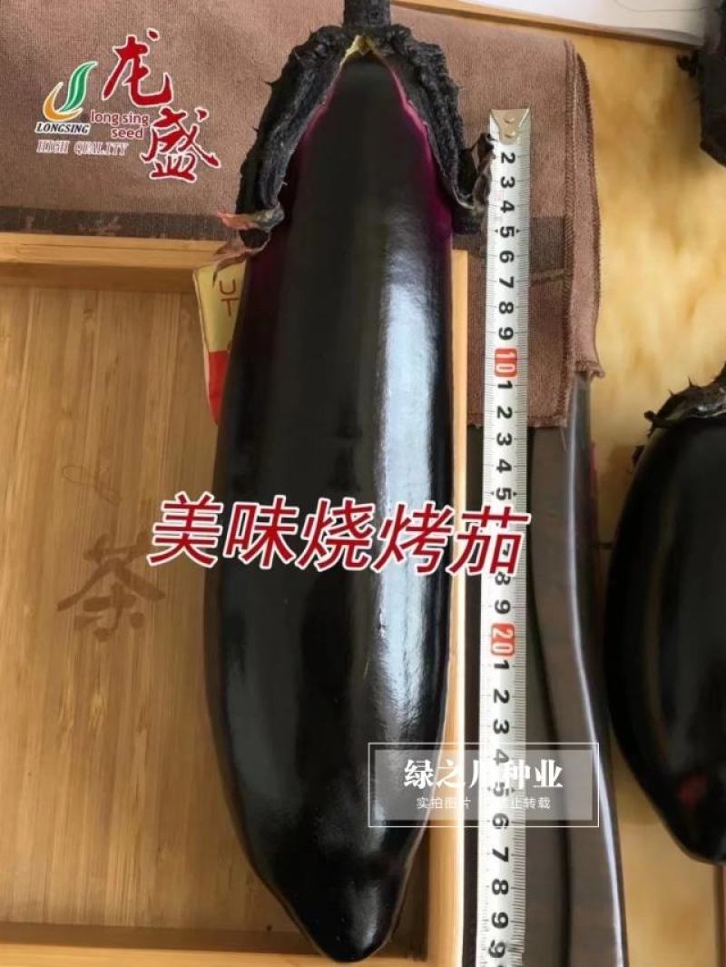 美味烧烤茄种子早熟杂交新品种果实粗棒顺直卖相好茄子种子