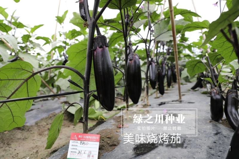美味烧烤茄种子早熟杂交新品种果实粗棒顺直卖相好茄子种子