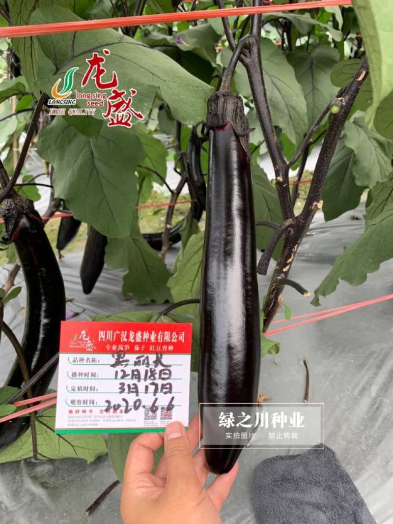 龙盛黑丽长茄子种子黑色长茄油黑长条茄子种籽黑长茄种籽
