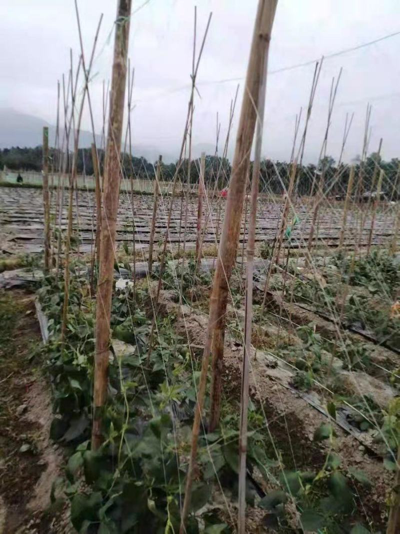 【植物爬藤网粗六股】黄瓜网苦瓜网丝瓜网蒲瓜网攀爬网种植网