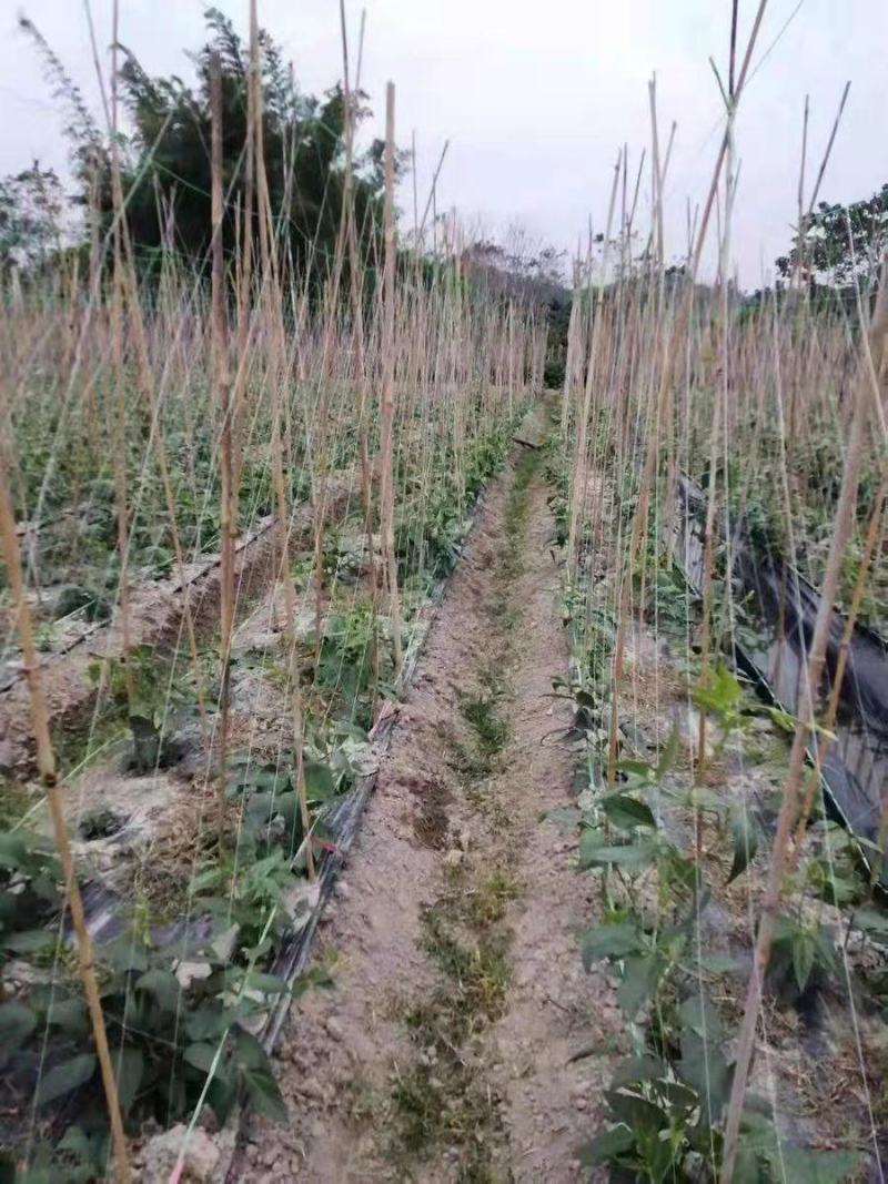 【植物爬藤网粗六股】黄瓜网苦瓜网丝瓜网蒲瓜网攀爬网种植网