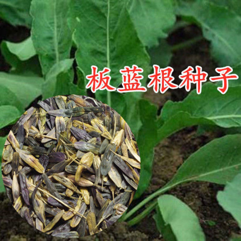 板蓝根种子中药种子大青叶板蓝根籽小叶板蓝根种抗病好种