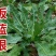 板蓝根种子中药种子大青叶板蓝根籽小叶板蓝根种抗病好种