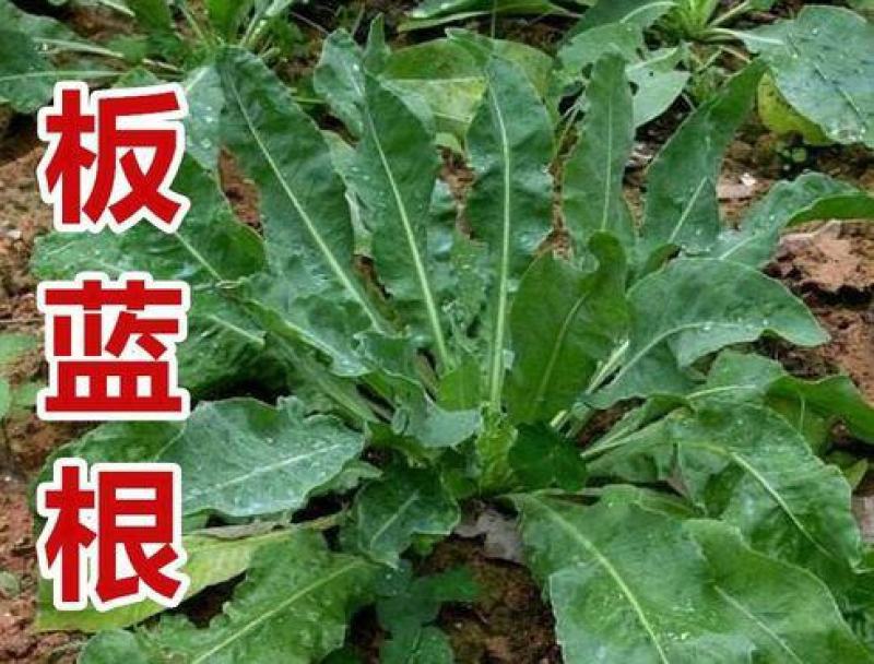 板蓝根种子中药种子大青叶板蓝根籽小叶板蓝根种抗病好种