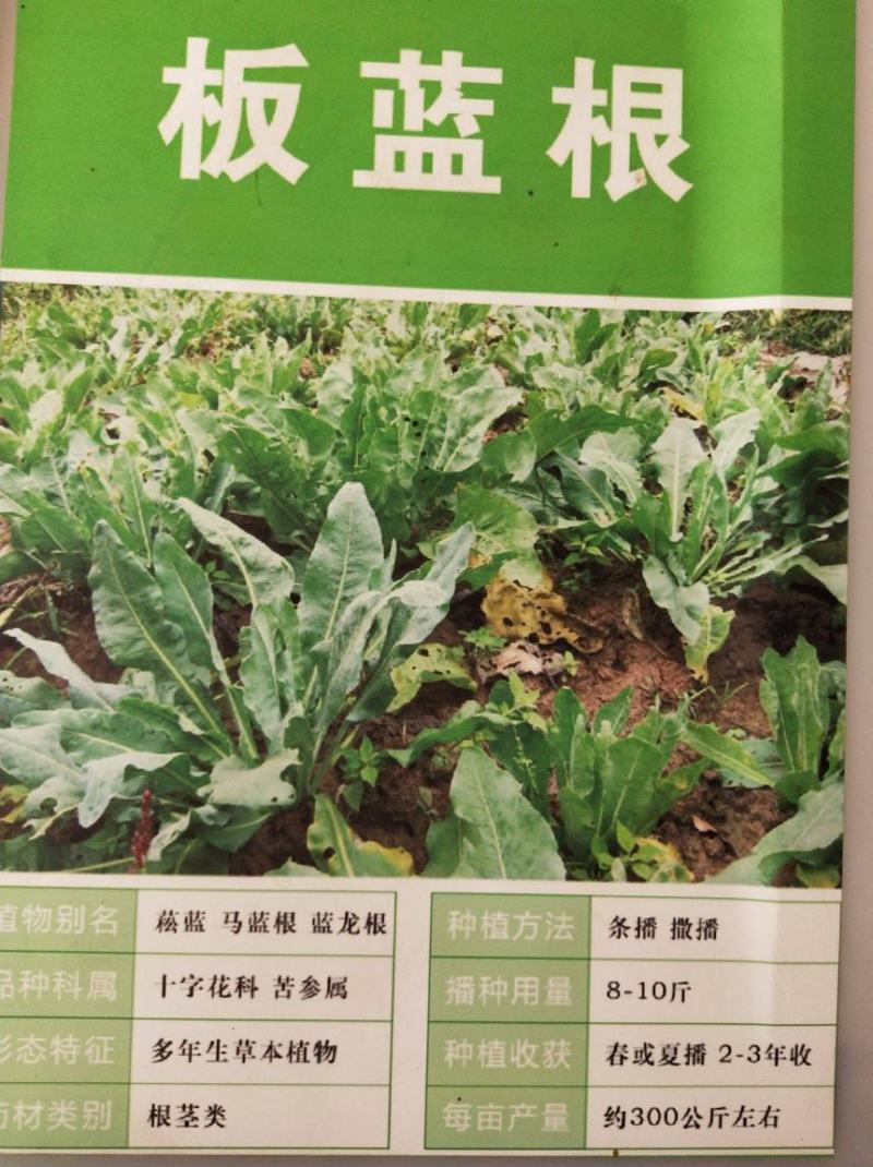 板蓝根种子中药种子大青叶板蓝根籽小叶板蓝根种抗病好种