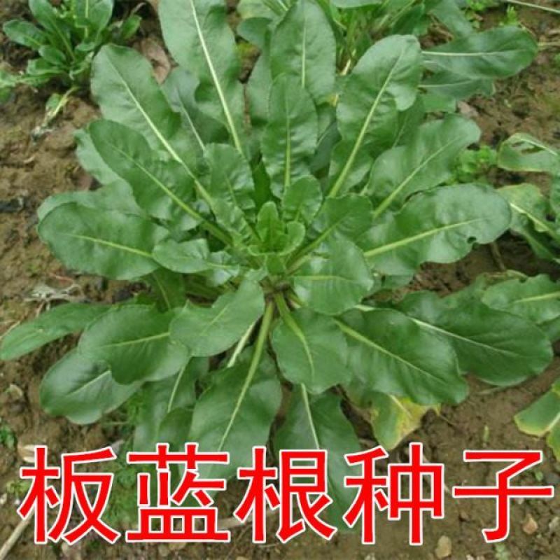 板蓝根种子中药种子大青叶板蓝根籽小叶板蓝根种抗病好种