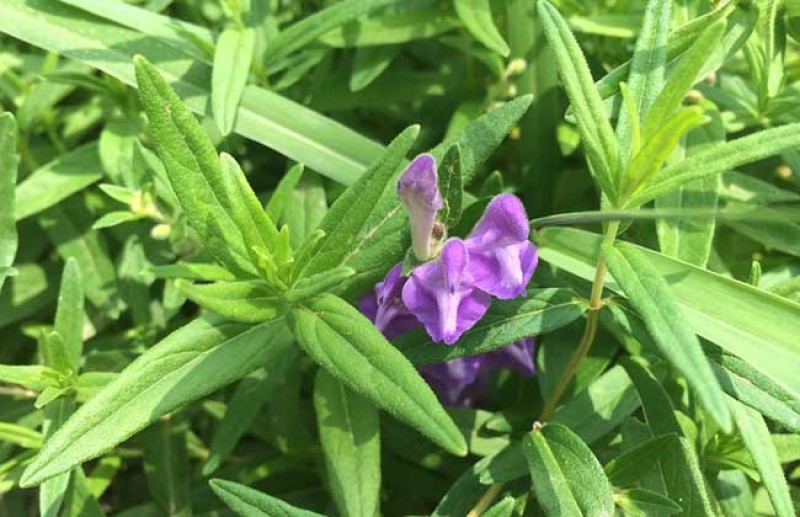 黄芩种籽散装优质中药材黄芩种子春季秋季种植多年生