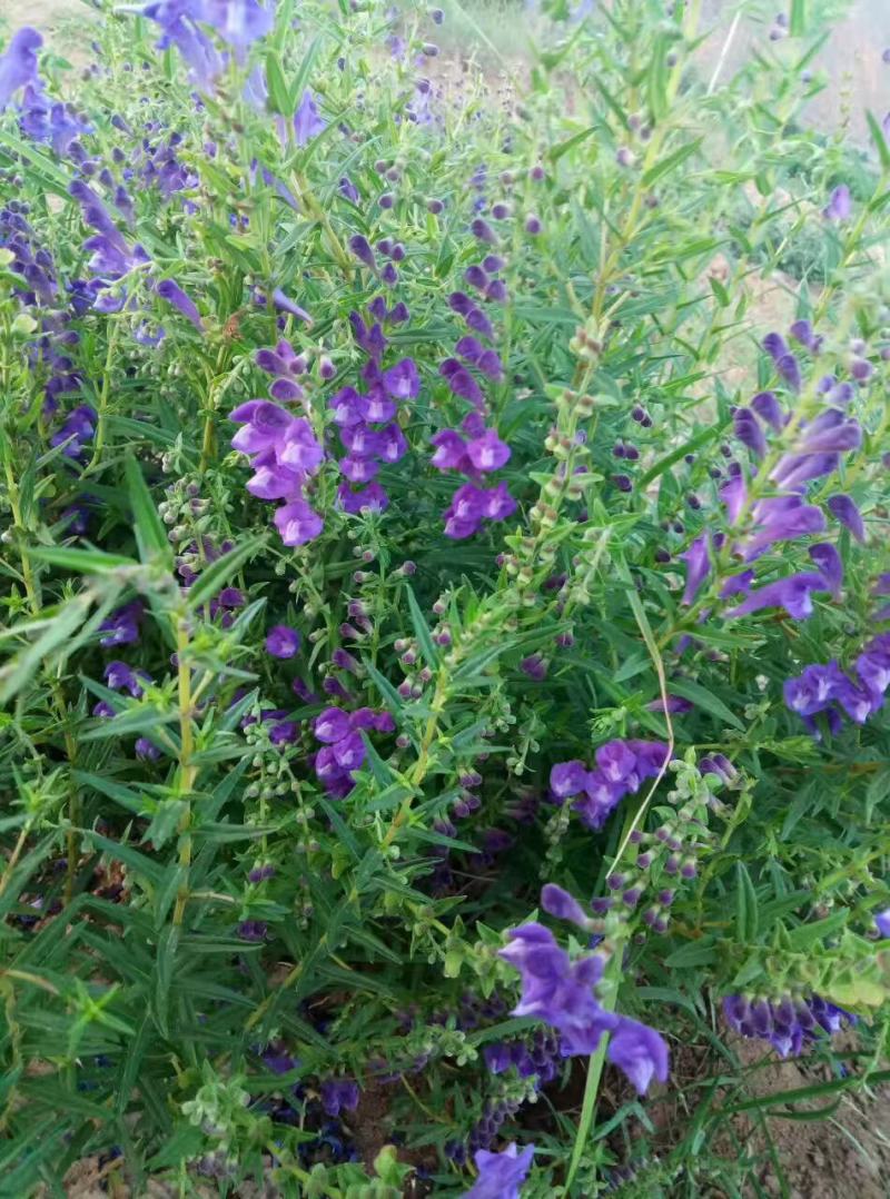黄芩种籽散装优质中药材黄芩种子春季秋季种植多年生