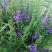 黄芩种籽散装优质中药材黄芩种子春季秋季种植多年生