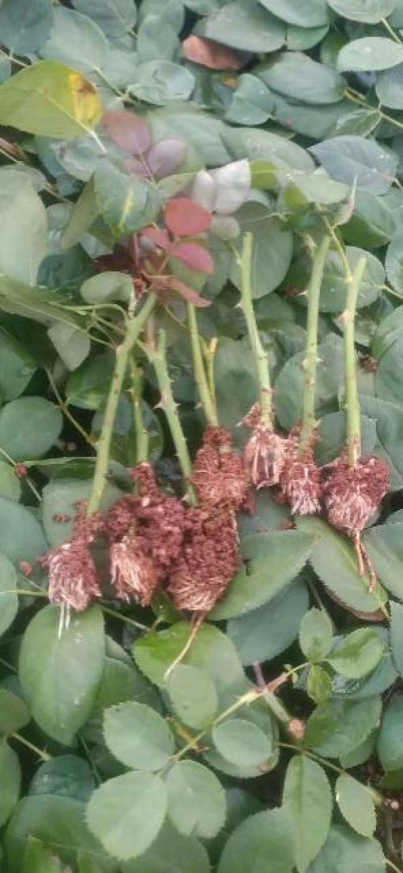 云南月季苗精选新苗，颜色随意搭配，植物盆栽，量大更优惠