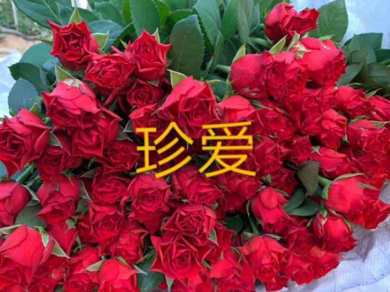 云南月季苗精选新苗，颜色随意搭配，植物盆栽，量大更优惠