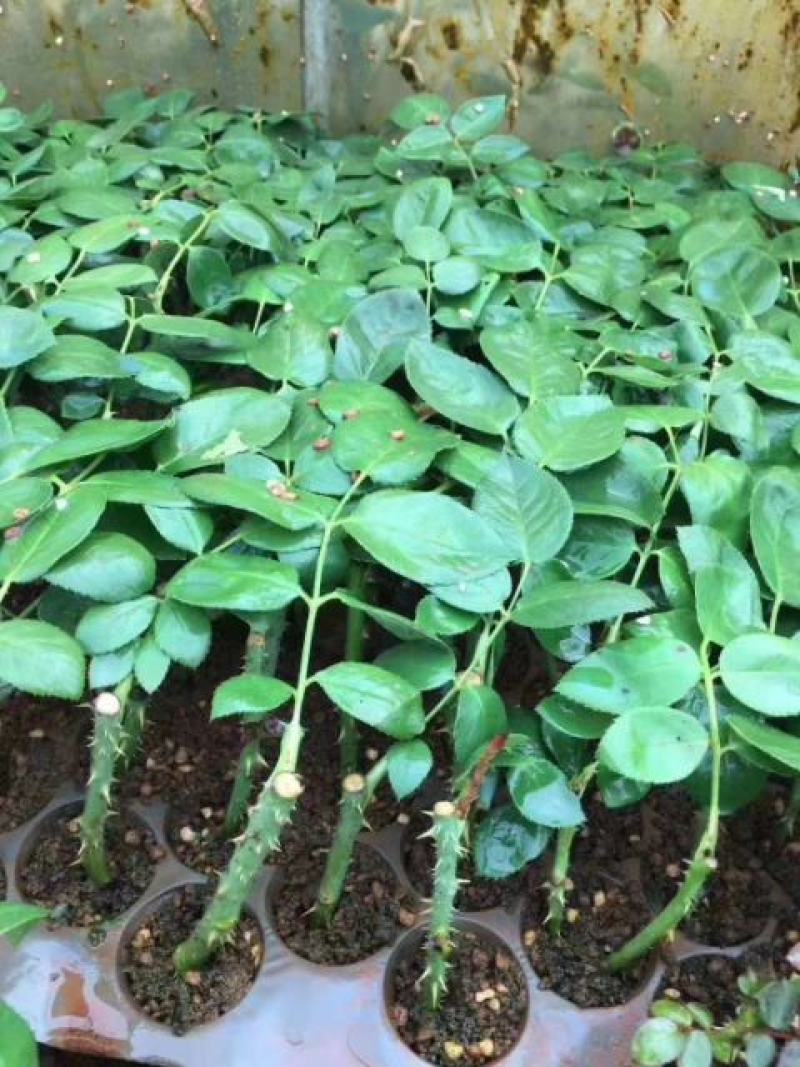 云南月季苗精选新苗，颜色随意搭配，植物盆栽，量大更优惠