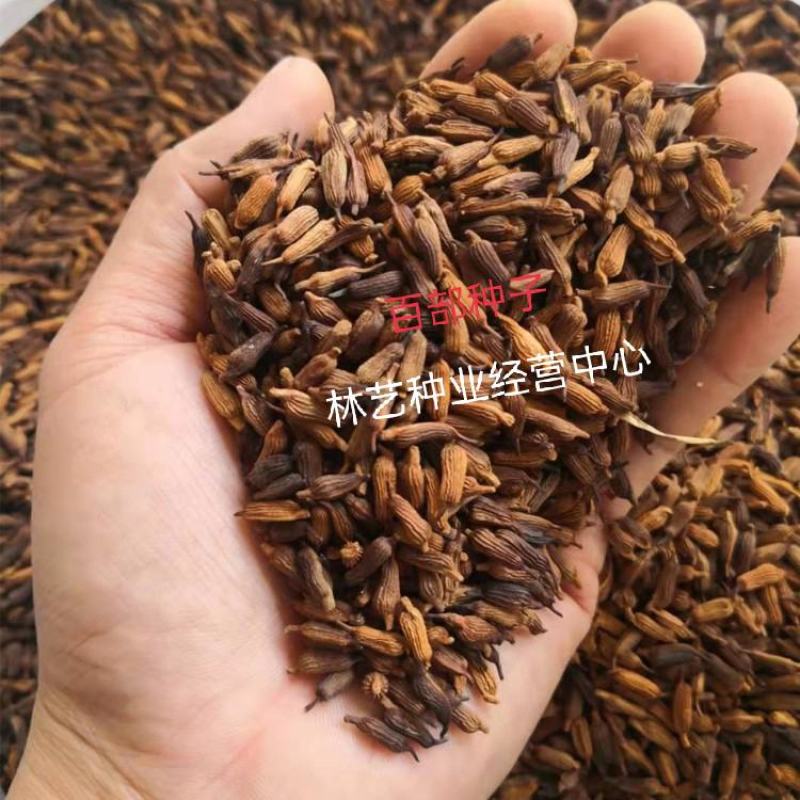 百部种子对叶百部种子高产大百部种苗种子量大优惠