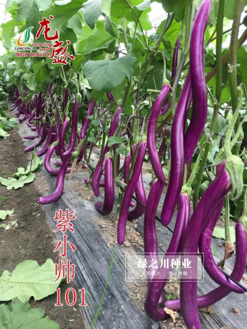 口感型紫红油亮长茄子种子龙盛紫小帅101紫红长条线茄种籽
