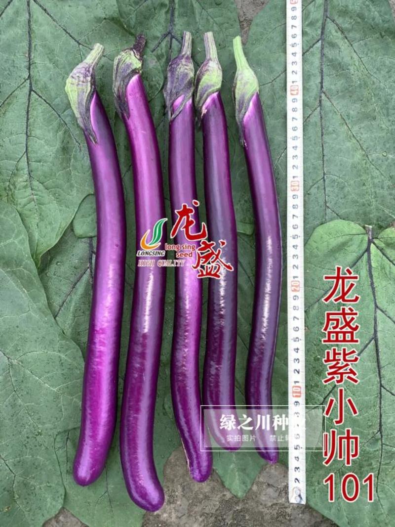 口感型紫红油亮长茄子种子龙盛紫小帅101紫红长条线茄种籽
