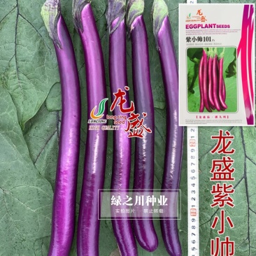 口感型紫红油亮长茄子种子龙盛紫小帅101紫红长条线茄种籽