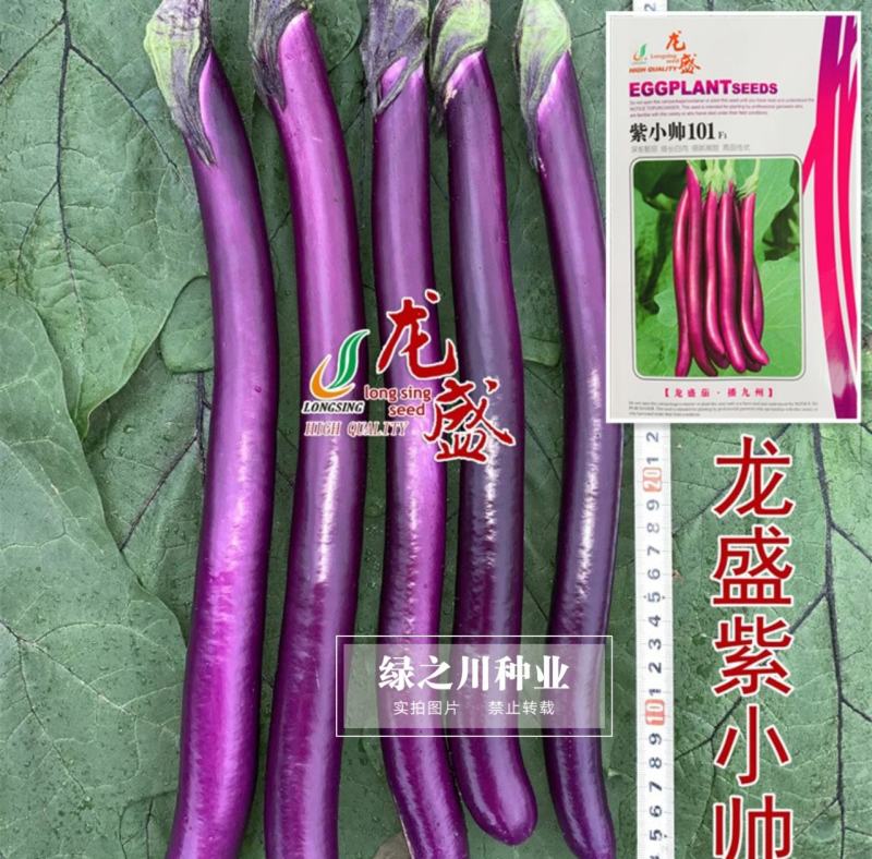 口感型紫红油亮长茄子种子龙盛紫小帅101紫红长条线茄种籽