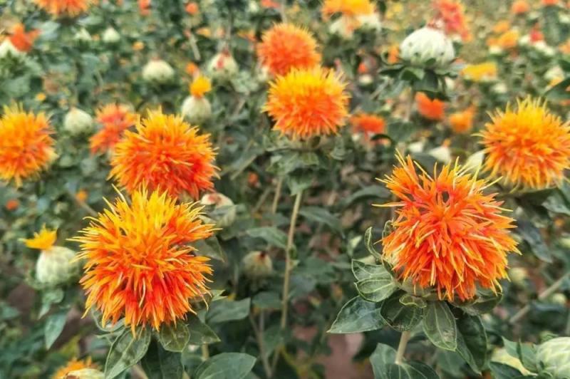 红花种子草红花种籽无刺红花籽优质中草药种子干净无杂质