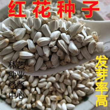 红花种子草红花种籽无刺红花籽优质中草药种子干净无杂质
