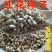 红花种子草红花种籽无刺红花籽优质中草药种子干净无杂质