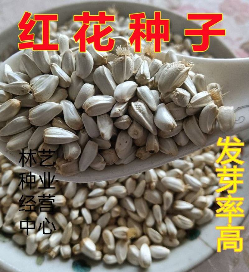 红花种子草红花种籽无刺红花籽优质中草药种子干净无杂质