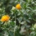 红花种子草红花种籽无刺红花籽优质中草药种子干净无杂质
