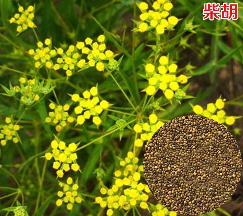 柴胡种子中药材种子春夏季庭院播种柴草药种子